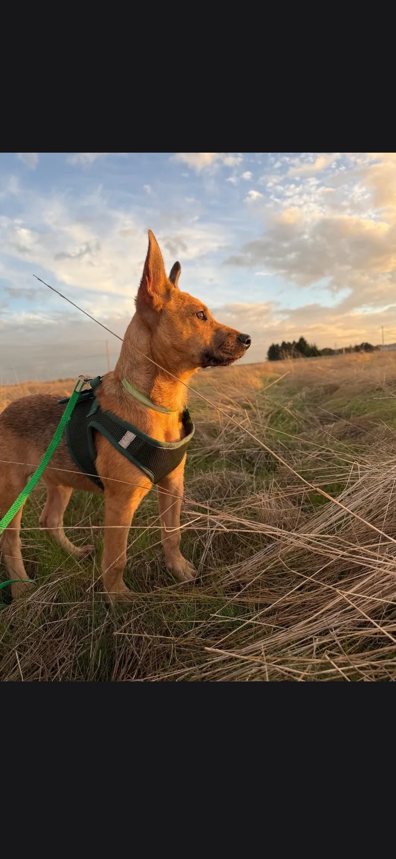A young medium-sized male Belgian Shepherd / Malinois dog named Frenchie for adoption in Amity, OR