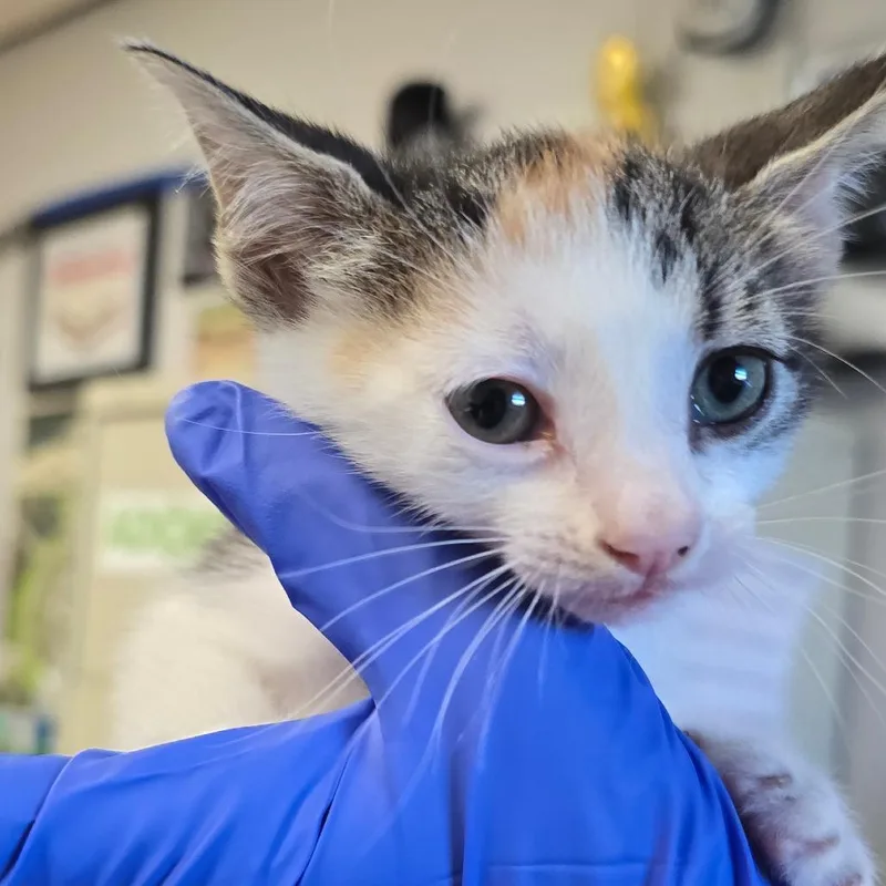 A baby small-sized female Torbie Domestic Short Hair cat named Nova for adoption in East Hanover, NJ