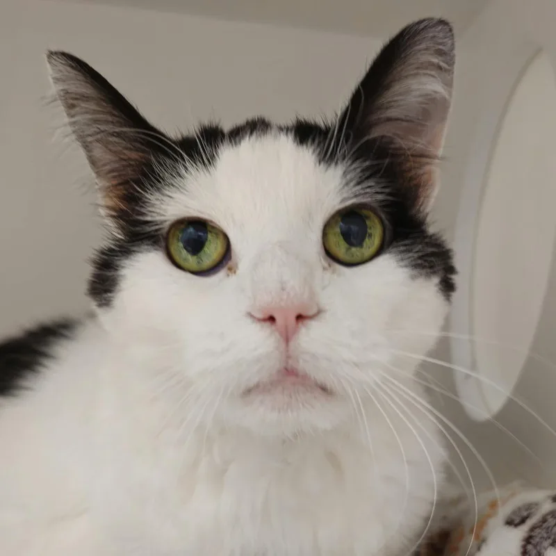 A senior large-sized female Domestic Short Hair cat named Moe for adoption in Cumming, GA