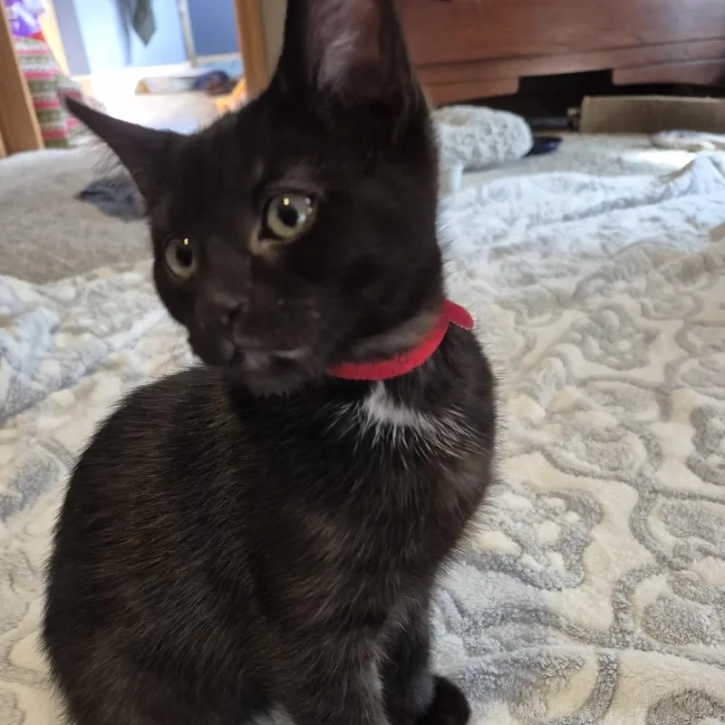 A baby small-sized male Black Domestic Short Hair cat named Perth for adoption in Buffalo, MN