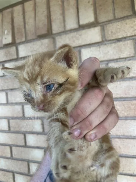 A baby medium-sized male Domestic Medium Hair cat named Sam for adoption in Dallas, TX