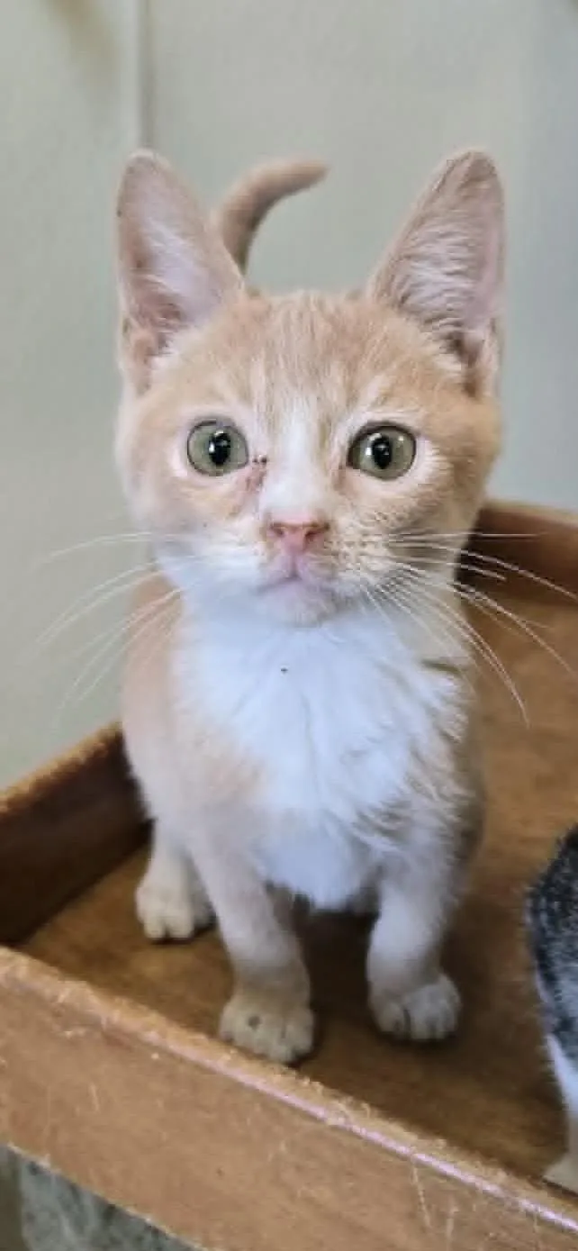 A young medium-sized male White Domestic Short Hair cat named Terry for adoption in Larned, KS