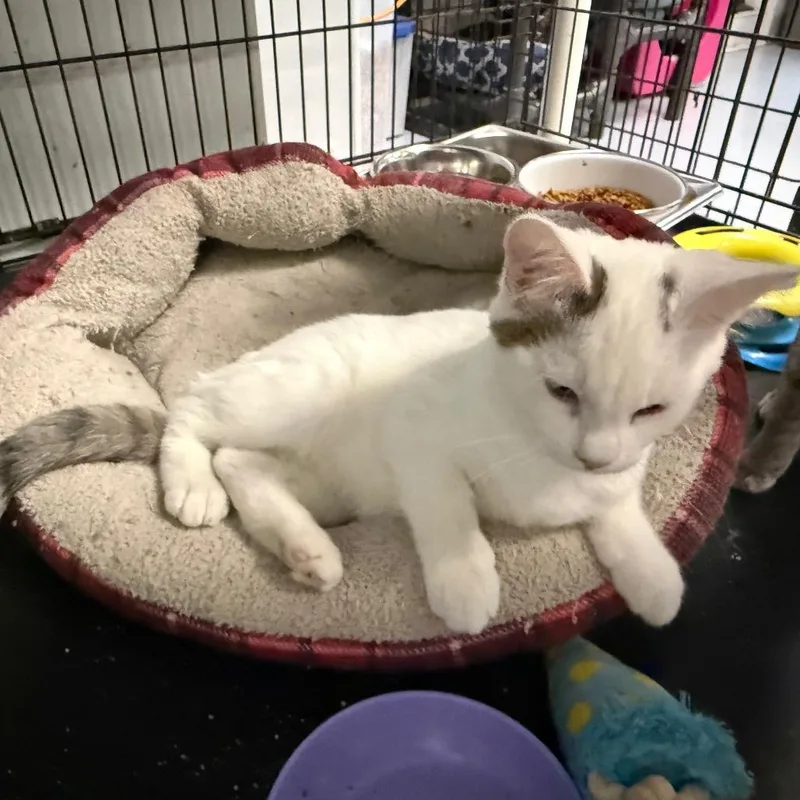 A baby small-sized male Domestic Short Hair cat named Raven for adoption in Carroll, IA