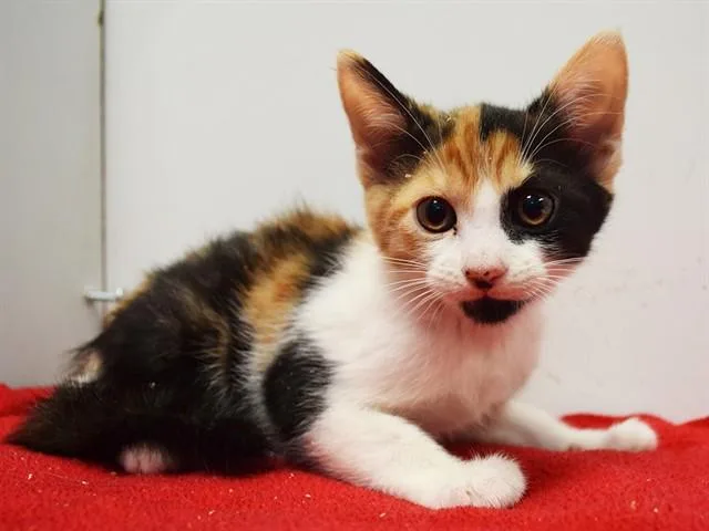 A baby small-sized female Domestic Short Hair cat named Candy for adoption in Sacramento, CA