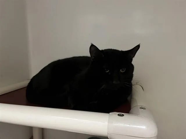 A young medium-sized male Domestic Short Hair cat named Inchworm for adoption in Boston, MA