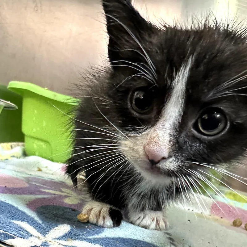 A baby small-sized male Black Domestic Short Hair cat named Tuxedo for adoption in Leander, TX