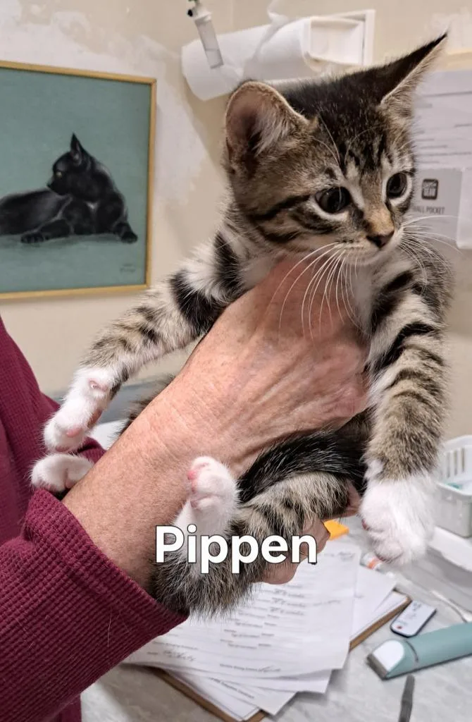 A baby small-sized male Domestic Short Hair cat named Pippen for adoption in Plattsburgh, NY