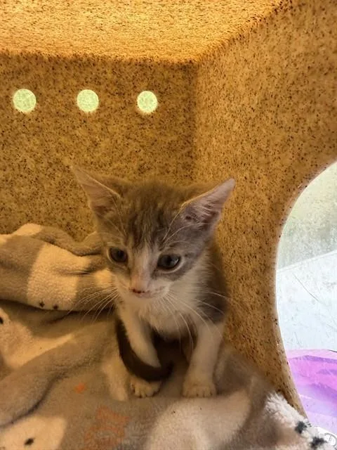 A baby small-sized female Domestic Short Hair cat named Pudding for adoption in Riverside, CA