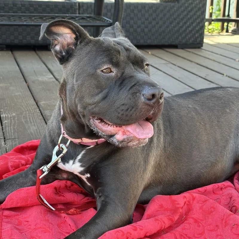An adult medium-sized female Shar-Pei dog named Trudy for adoption in Medford, NY