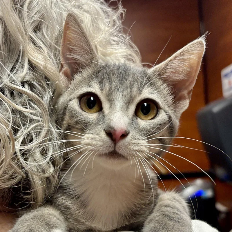A baby medium-sized female Domestic Short Hair cat named Pebble for adoption in Sonora, CA