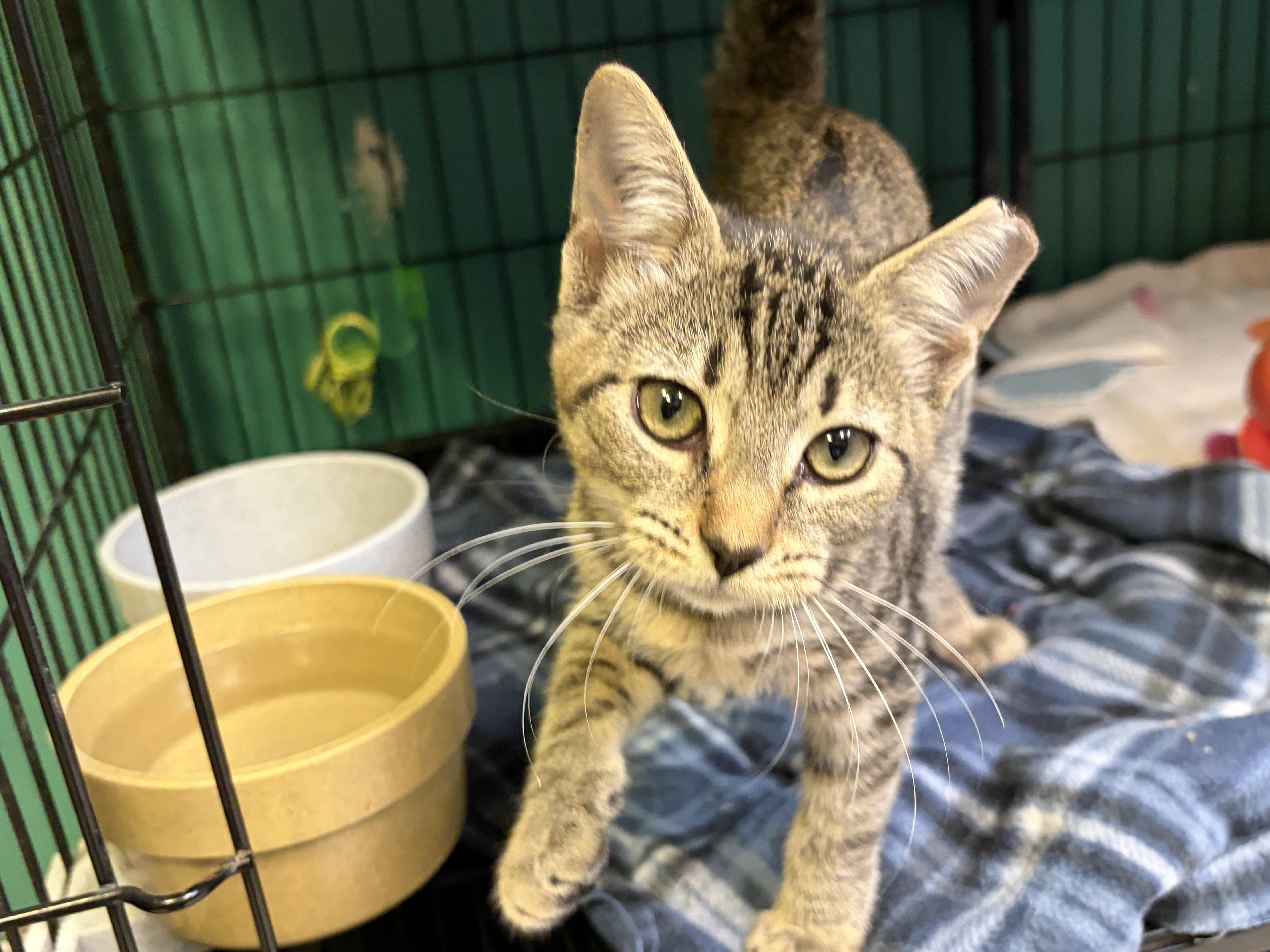 A baby small-sized male Tabby (Brown / Chocolate) American Shorthair cat named Abby for adoption in Perry, GA