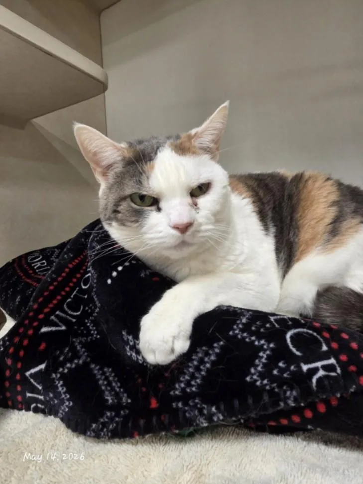 An adult large-sized female Domestic Short Hair cat named Romie for adoption in Hagerstown, MD