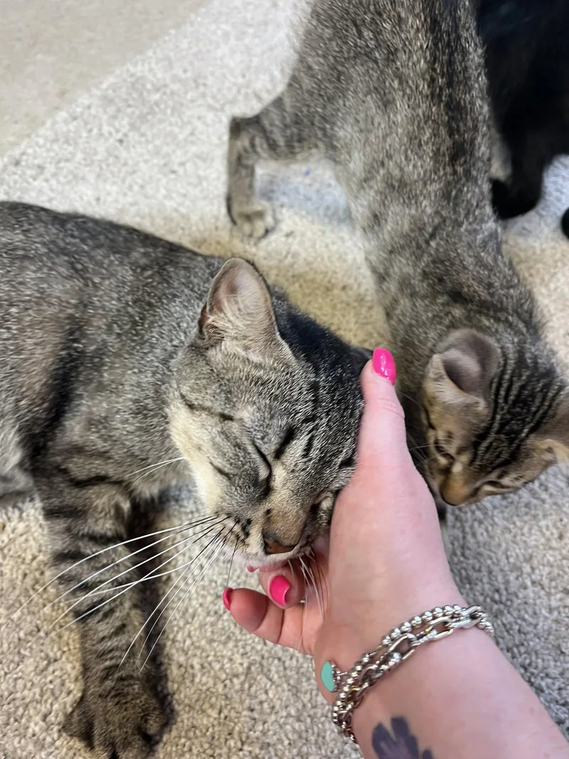 An adult medium-sized female Tabby cat named Mama June for adoption in MONTGOMERY, TX
