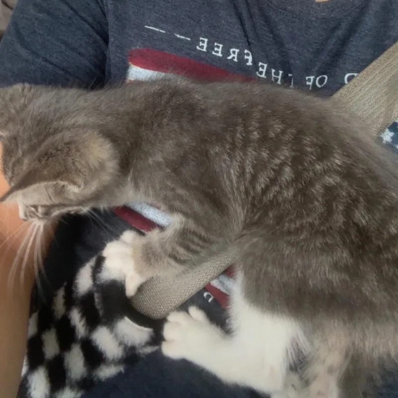 A baby small-sized male Gray / Blue / Silver Domestic Short Hair cat named Beans for adoption in Rochester, MN