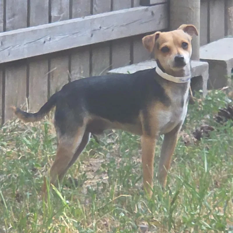 A young small-sized male Chihuahua dog named Jaiden for adoption in Thompson Falls, MT