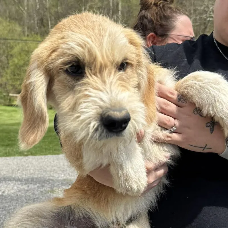 A baby medium-sized male Yellow / Tan / Blond / Fawn Terrier dog named Lottie for adoption in Shinnston, WV