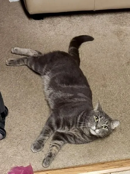An adult medium-sized male Domestic Short Hair cat named Ranjo for adoption in Derwood, MD