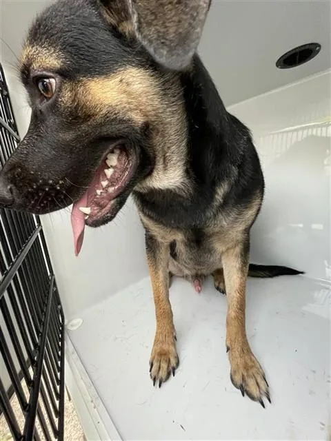 An adult large-sized male German Shepherd Dog dog named A for adoption in Houston, TX