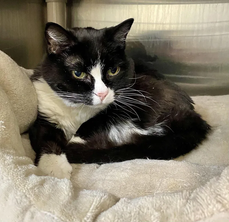 A senior medium-sized female Black & White / Tuxedo Domestic Short Hair cat named Chococat for adoption in Fargo, ND