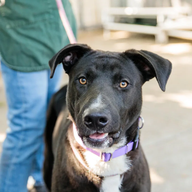 An adult large-sized male Pit Bull Terrier dog named Danville for adoption in Oakland, CA