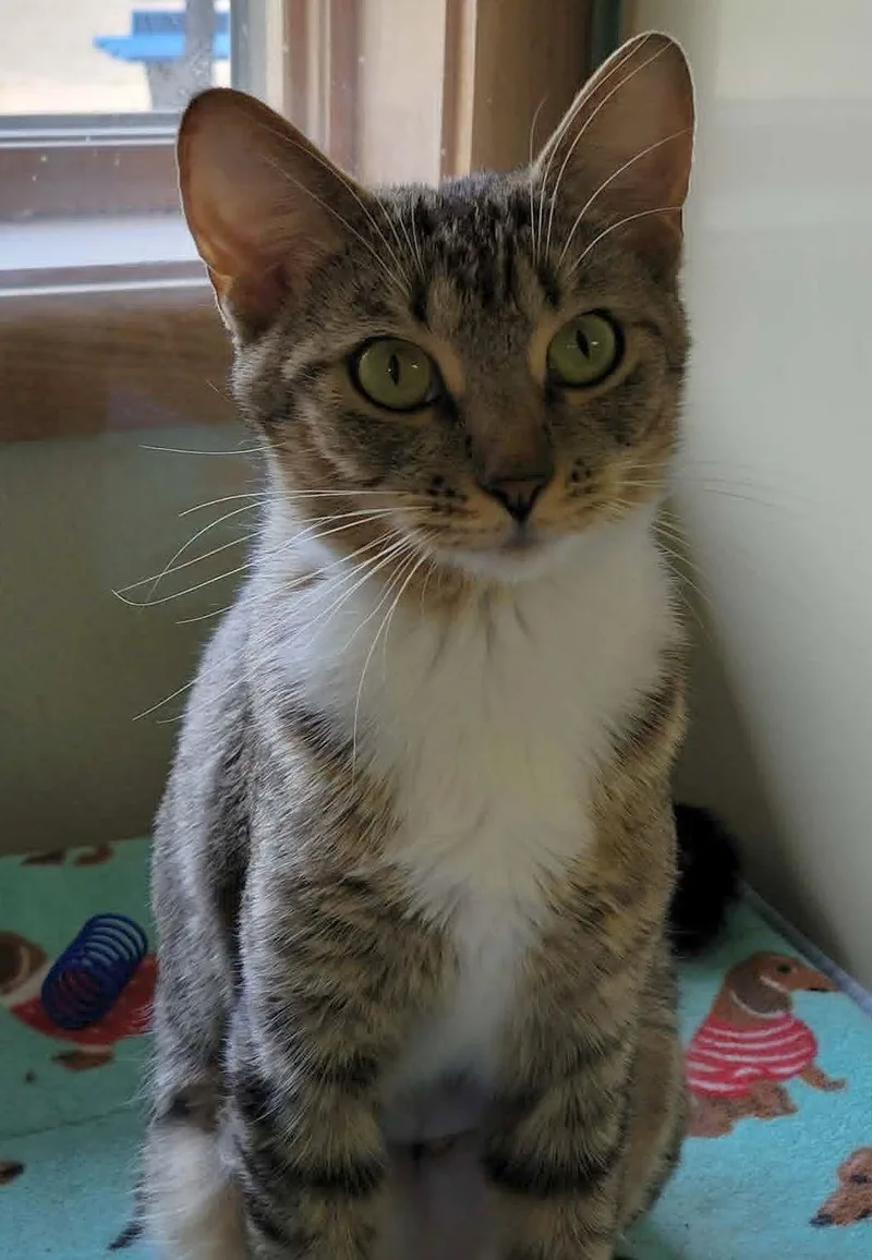 A young medium-sized female Domestic Short Hair cat named Annika for adoption in Portage, WI