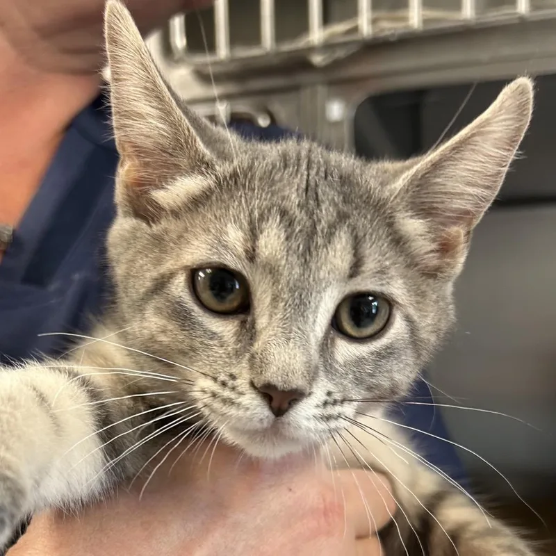 A baby small-sized female Brown / Chocolate Domestic Short Hair cat named Chill for adoption in Birdsboro, PA
