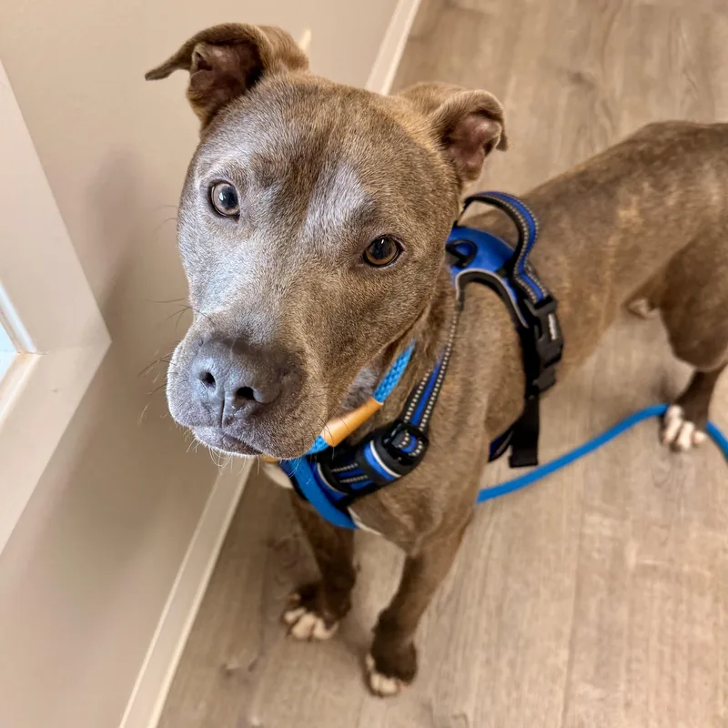 A young medium-sized male Brindle Mixed Breed dog named Travis for adoption in Tunica, MS