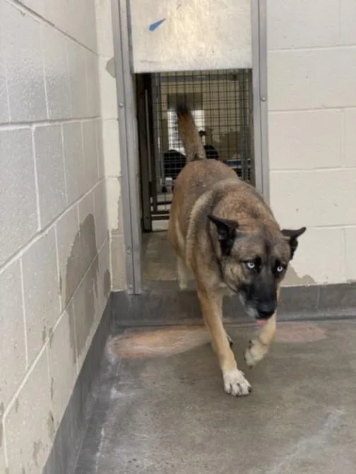 An adult medium-sized female Belgian Shepherd / Malinois dog named Pepper for adoption in Los Angeles, CA