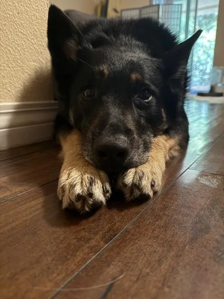 An adult large-sized male German Shepherd Dog dog named Tosco for adoption in San Diego, CA