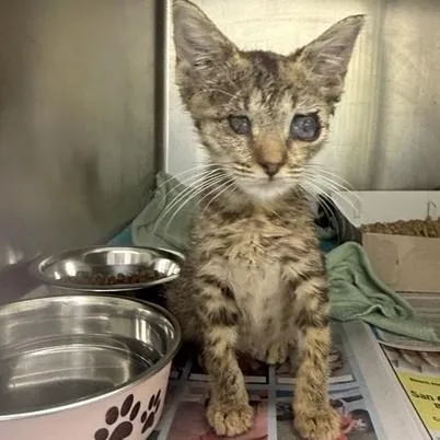 A baby small-sized female Domestic Short Hair cat named Lex for adoption in San Antonio, TX