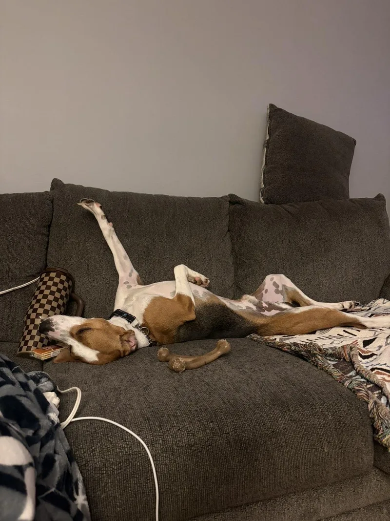 A young medium-sized male Beagle dog named Badger for adoption in Richmond, IN