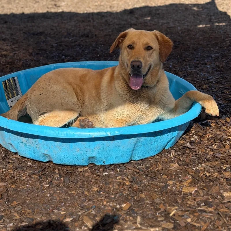 A young large-sized male Golden Yellow Labrador Retriever dog named Charlie for adoption in Bellingham, WA