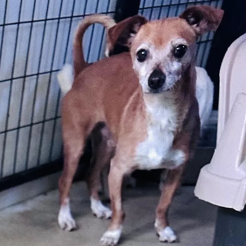 A senior small-sized male Brown / Chocolate Chihuahua dog named Stanley for adoption in Sonoma, CA