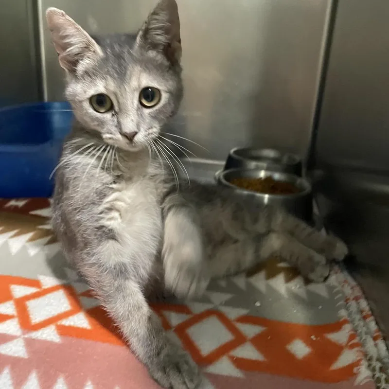 A baby small-sized female Gray / Blue / Silver Domestic Short Hair cat named Diane for adoption in Newport, NC