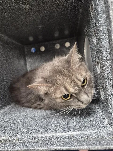 An adult large-sized female Domestic Medium Hair cat named Deb for adoption in Huntsville, AL