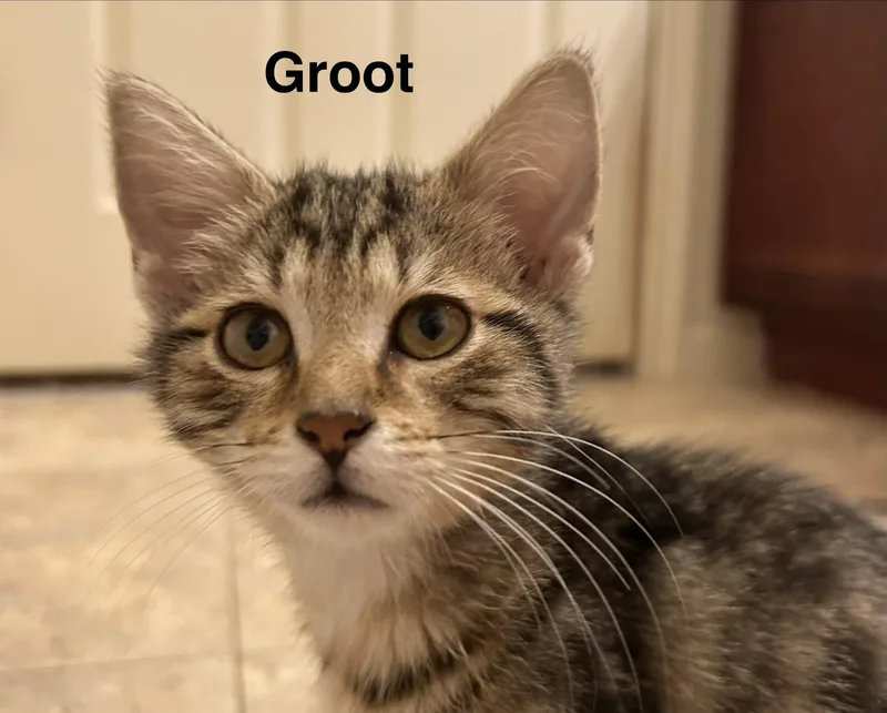 A baby small-sized male Tabby (Brown / Chocolate) Domestic Short Hair cat named Groot for adoption in Indianapolis, IN