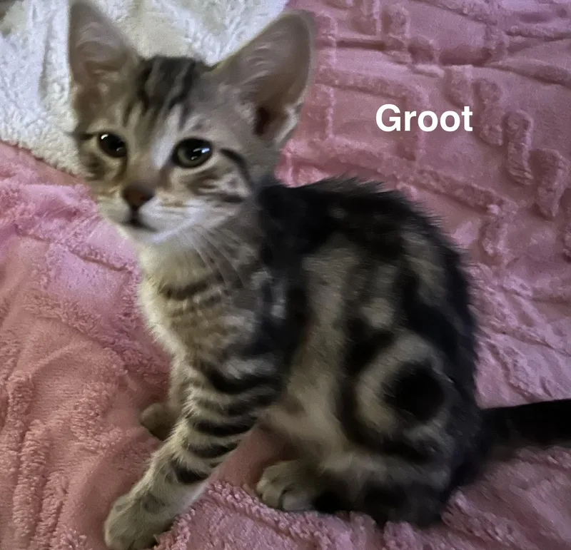 Groot thumbnail 2