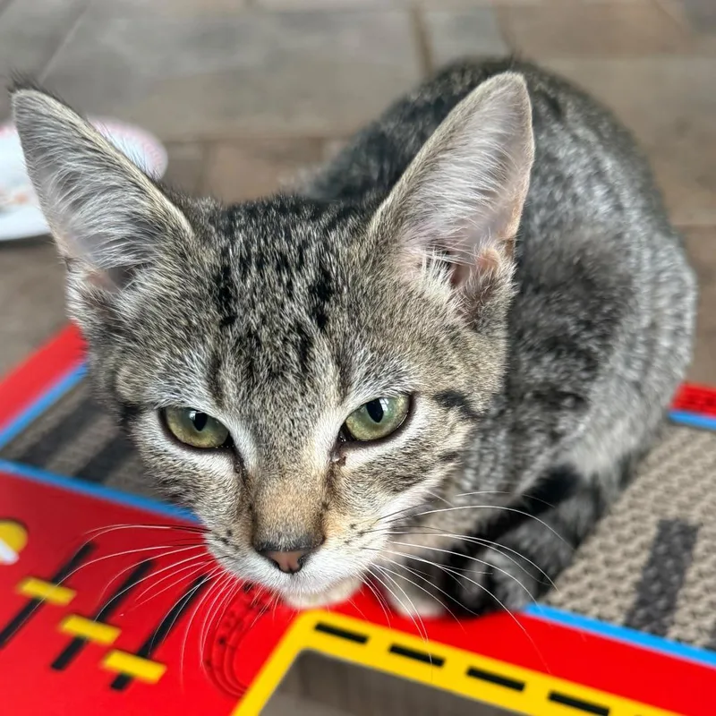 A baby small-sized female Brown / Chocolate Domestic Short Hair cat named Cersei Lannister for adoption in Winchester, VA