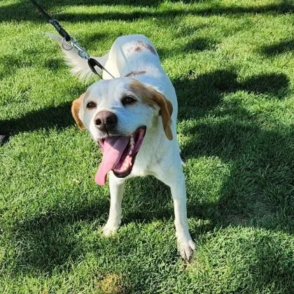 Sherlock thumbnail 2