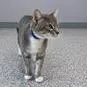 A young medium-sized male Domestic Short Hair cat named Peter for adoption in Knoxville, TN
