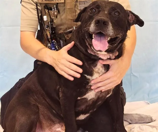 An adult large-sized male Labrador Retriever dog named Spade for adoption in Statesville, NC
