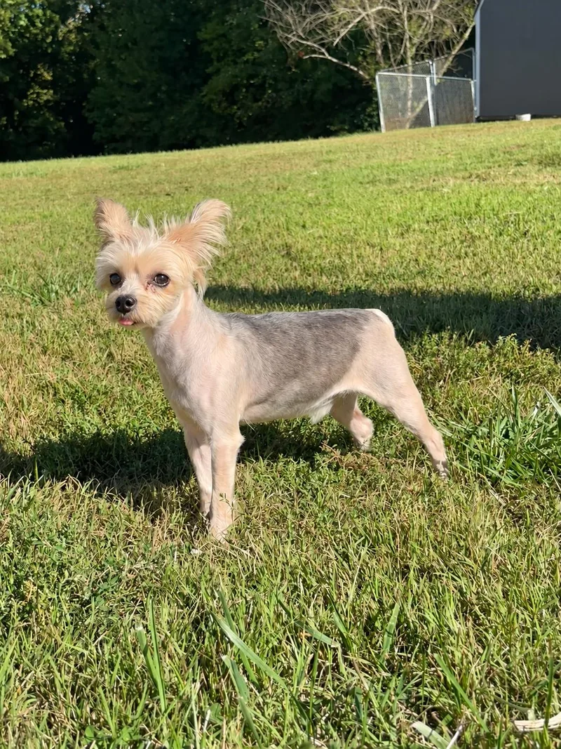 An adult small-sized male Yorkshire Terrier dog named Marcel Sep for adoption in Pacolet, SC
