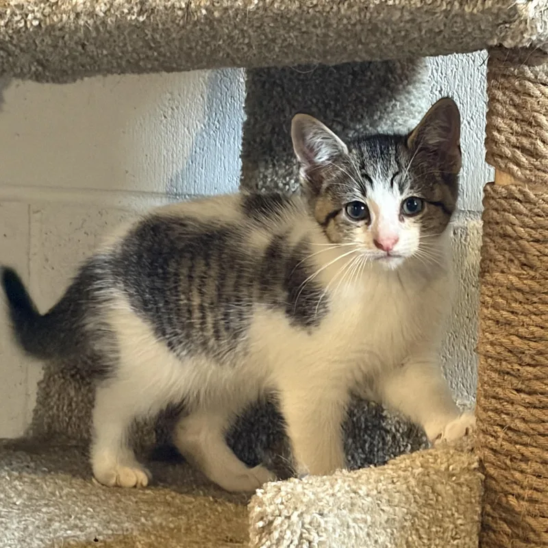 A baby medium-sized male Tabby (Tiger Striped) Domestic Medium Hair cat named Chips for adoption in brant, MI