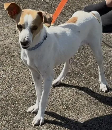 An adult small-sized male Mixed Breed dog named Tim for adoption
