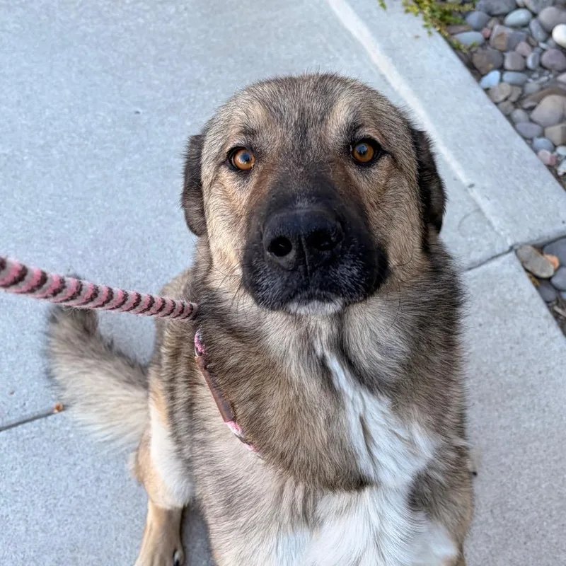 An adult large-sized male Mixed Breed dog named Elwood for adoption in Reno, NV