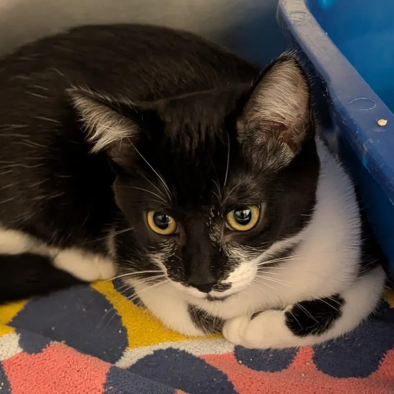 A baby small-sized female Domestic Short Hair cat named Helena for adoption in Sonoma, CA