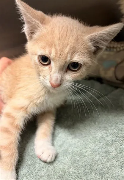 A baby small-sized male Domestic Medium Hair cat named Unknown for adoption in Rancho Cucamonga, CA