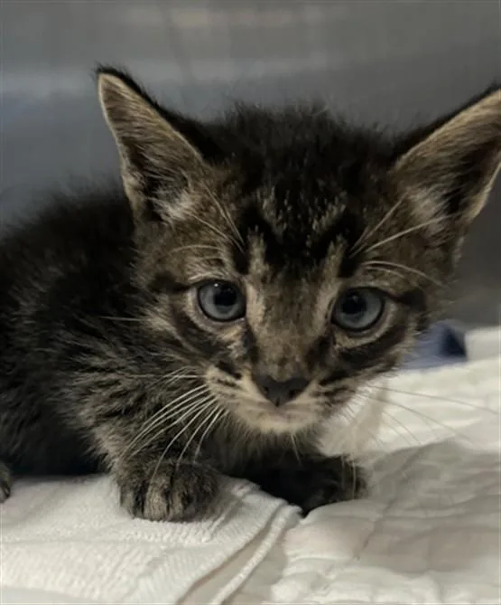 A baby small-sized male Domestic Short Hair cat named A for adoption in San Pedro, CA