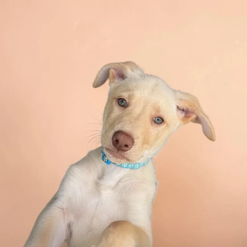 A baby large-sized male Yellow / Tan / Blond / Fawn Labrador Retriever dog named Luca for adoption in Hatfield, PA