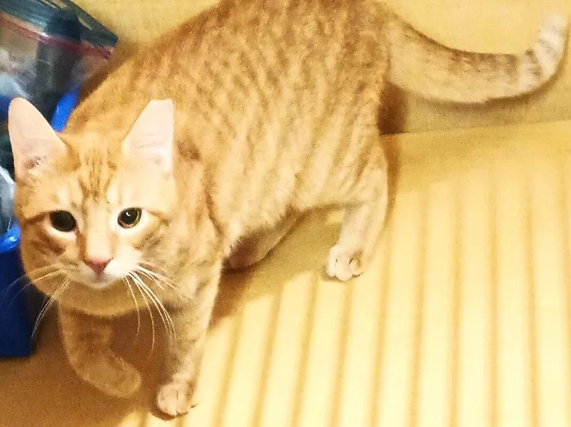 A young medium-sized male Domestic Short Hair cat named Winston & Puck Bonded for adoption in Herndon, VA